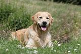 GOLDEN RETRIEVER 388